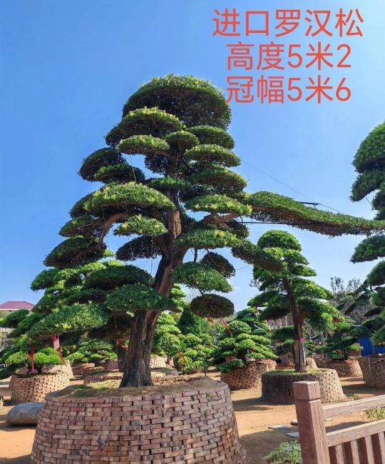 大门前种罗汉松好不好？一文读懂利弊与养护诀窍