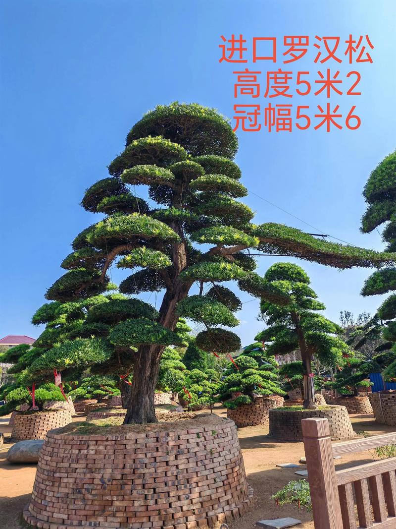 大门前种罗汉松好不好?一文读懂利弊与养护诀窍 一、为什么很多人喜欢在大门前种罗汉松?