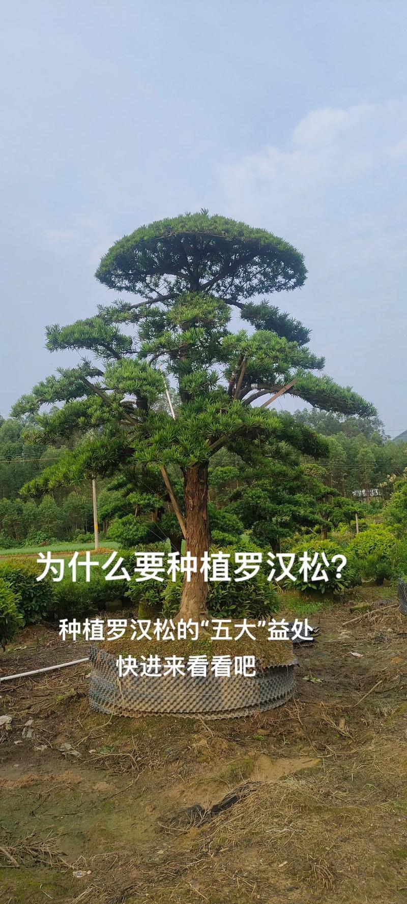 大门前种罗汉松好不好?一文读懂利弊与养护诀窍 三、如何养护大门前的罗汉松?