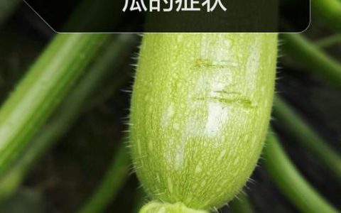 苦草冬季会死吗？答案与越冬管理全攻略
