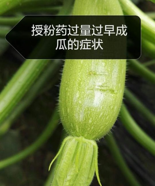 苦草冬季会死吗？答案与越冬管理全攻略