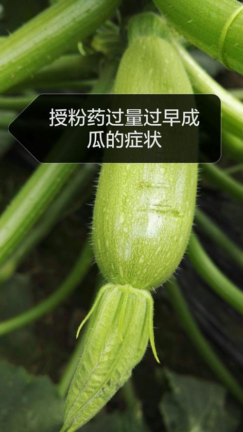 苦草冬季会死吗?答案与越冬管理全攻略 苦草冬季会死吗?