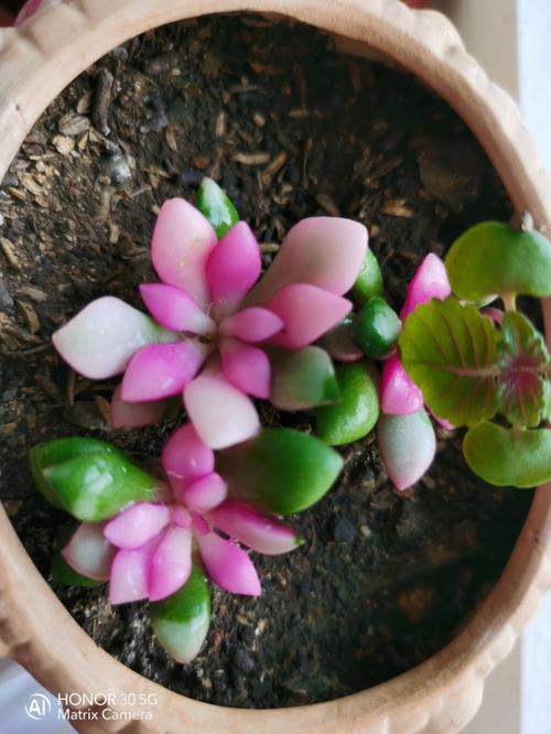 苦草冬季会死吗?答案与越冬管理全攻略 冬季管理操作指南