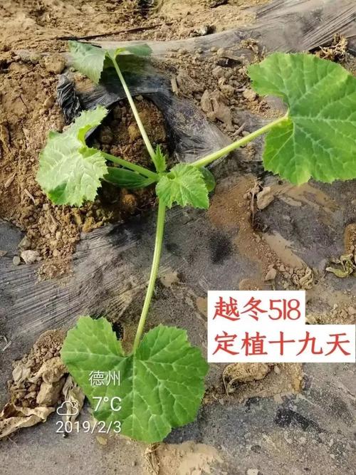 苦草冬季会死吗?答案与越冬管理全攻略 常见的越冬误区