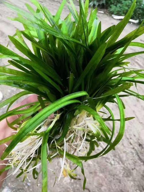 苦草冬季会死吗?答案与越冬管理全攻略 总结