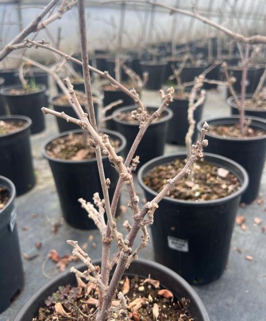 紫藤花什么时候开花？花期、促花与养护全攻略