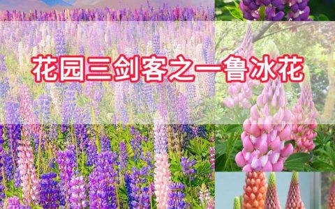 鲁冰花种子采购指南：如何辨别真伪、评估质量与规避渠道风险