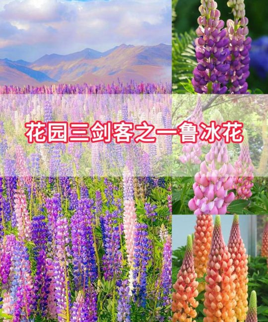 鲁冰花种子采购指南：如何辨别真伪、评估质量与规避渠道风险
