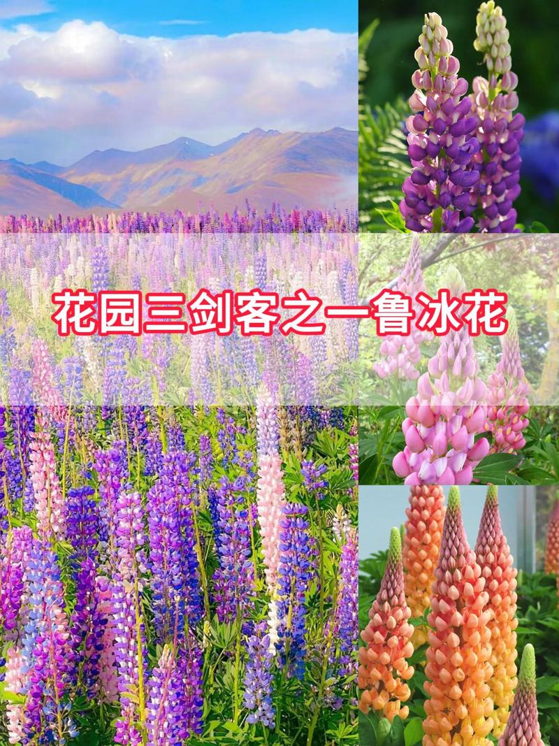 鲁冰花种子采购指南:如何辨别真伪、评估质量与规避渠道风险 鲁冰花种子采购指南:如何辨别真伪、评估质量与规避渠道风险