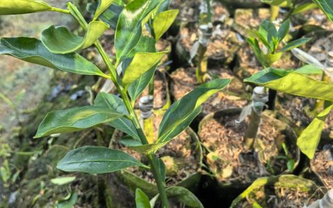 *柑橘苗去哪买？一篇帮你避开90%采购陷阱的渠道选择指南*