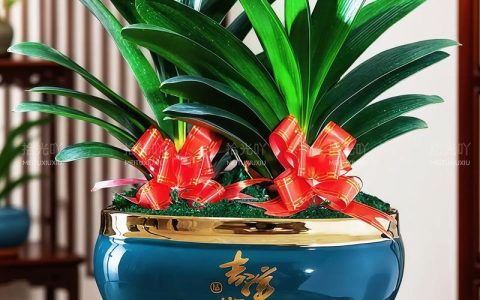 君子兰怎么养才能更旺盛？6个养护步骤让叶片油绿开花多