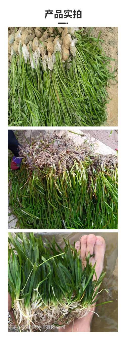 沉水植物种植多少钱?以苦草为例的价格分析 价格速查表