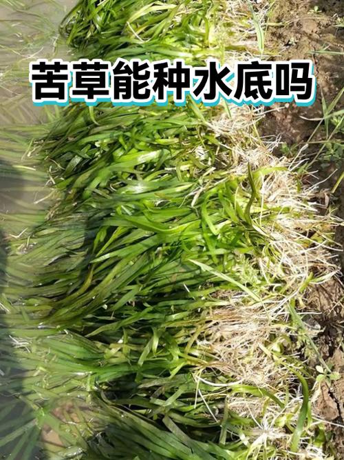沉水植物种植多少钱?以苦草为例的价格分析 询价指南