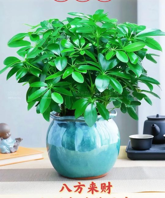 院子栽树有讲究：这5种树既耐养又寓意好，兼顾风水与观赏