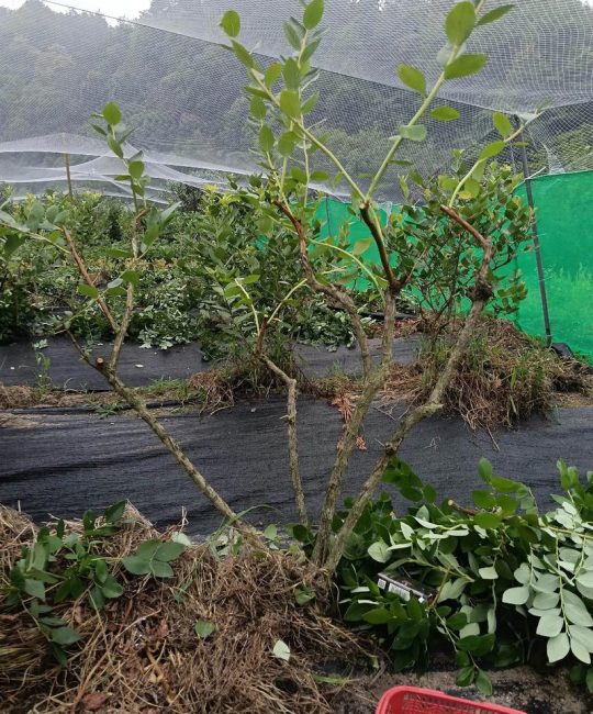蓝莓怎么修剪视频教程：家庭种植全攻略与最佳操作指南