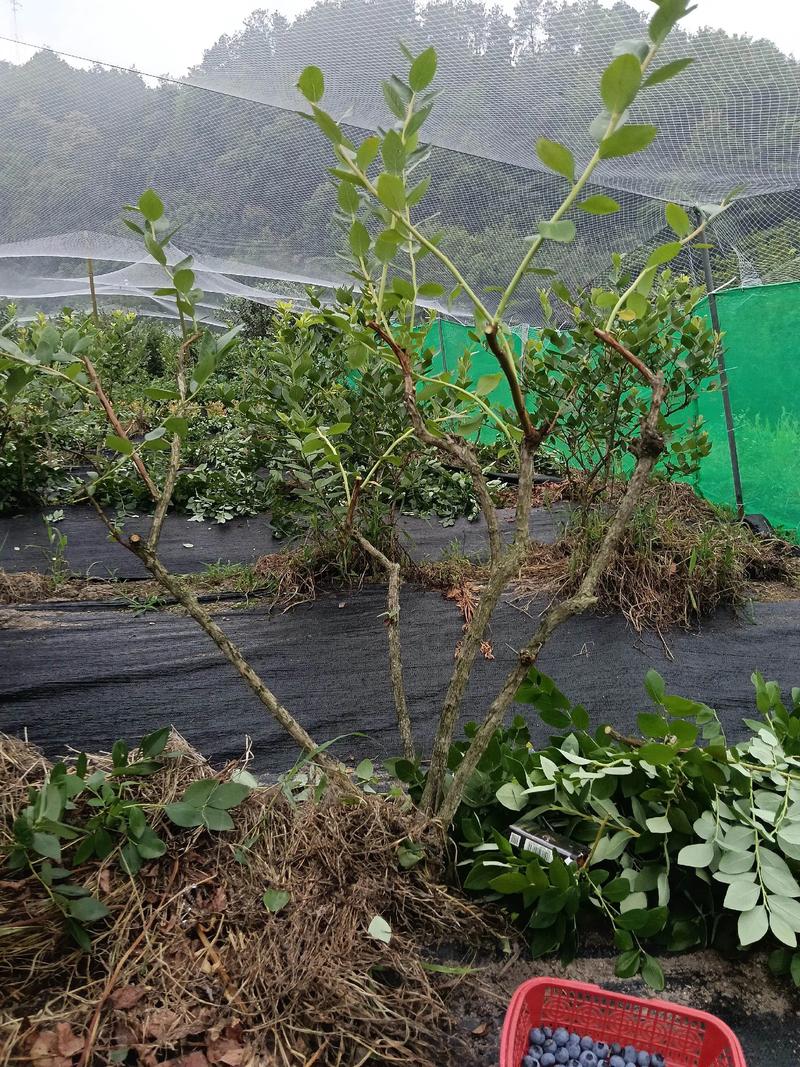 蓝莓怎么修剪视频教程：家庭种植全攻略与最佳操作指南