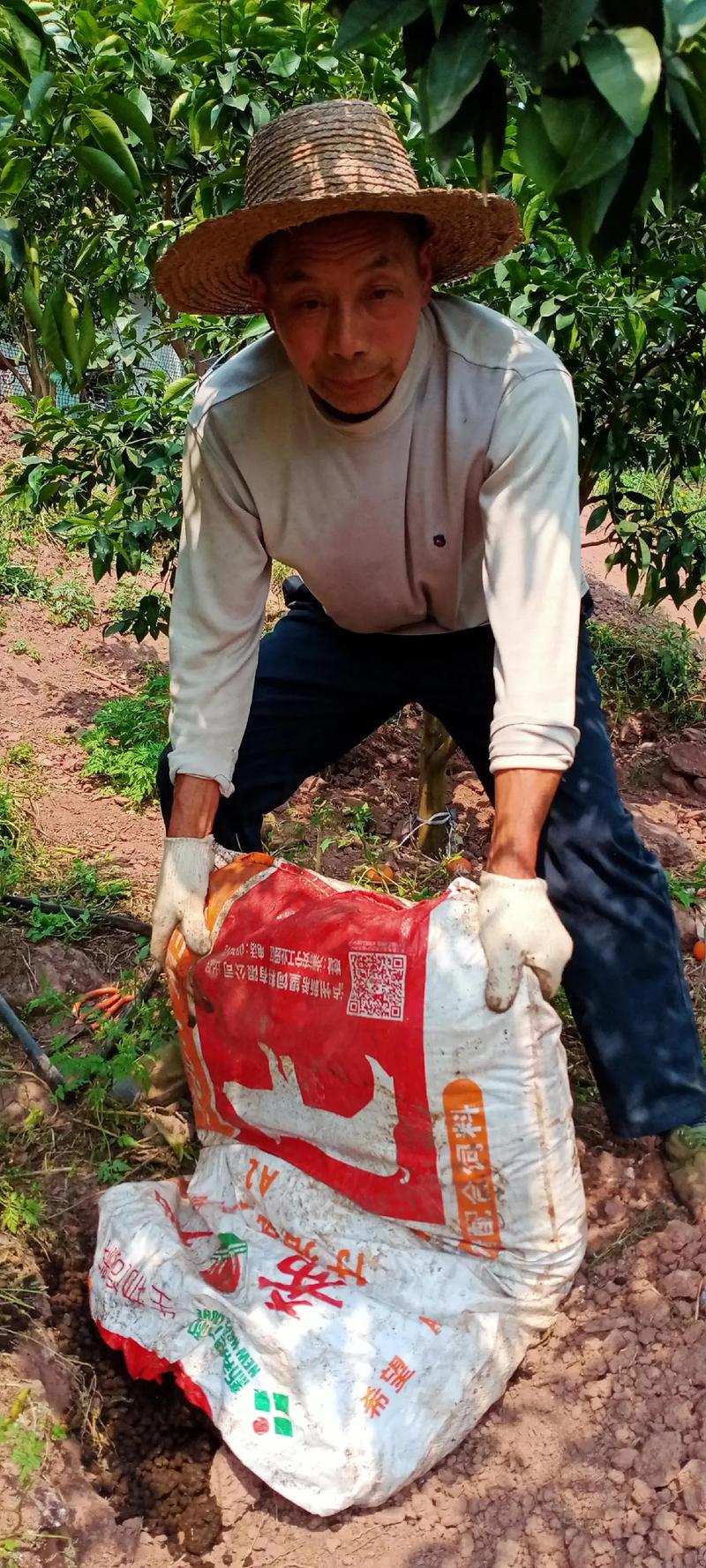 沃柑春季施肥方案必须根据树龄与物候期精准调控,盲目施肥会导致落果或果实品质下降 五、总结与验证