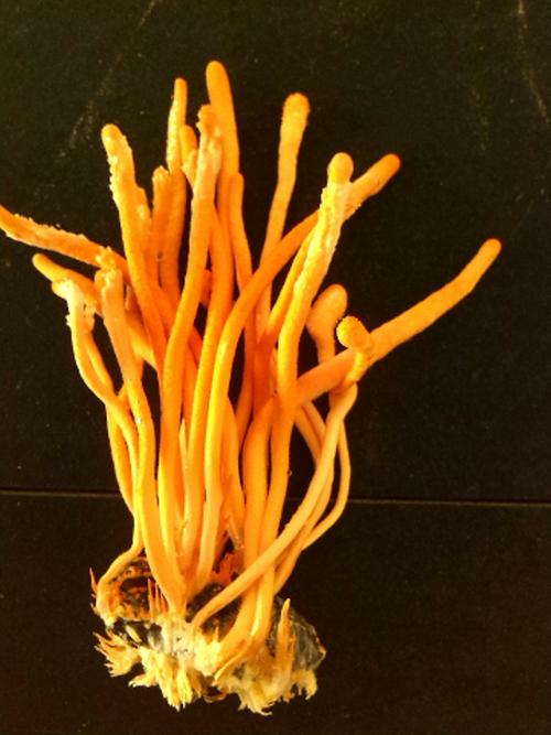 虫草现在多少一克?家庭园艺种植蛹虫草的市场行情与实用指南 四、种植中的常见问题与成本控制