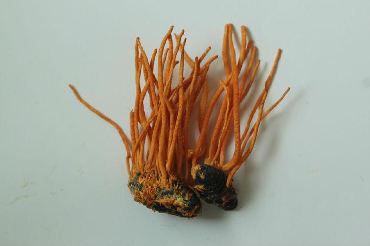 虫草现在多少一克?家庭园艺种植蛹虫草的市场行情与实用指南 结语