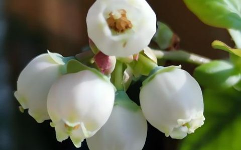 蓝莓开花了需要施肥吗？花期养护全攻略看这篇就够了