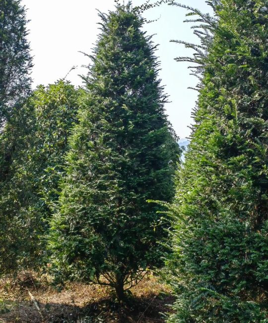 红豆杉种植方法和注意事项：提高成活率的实用指南