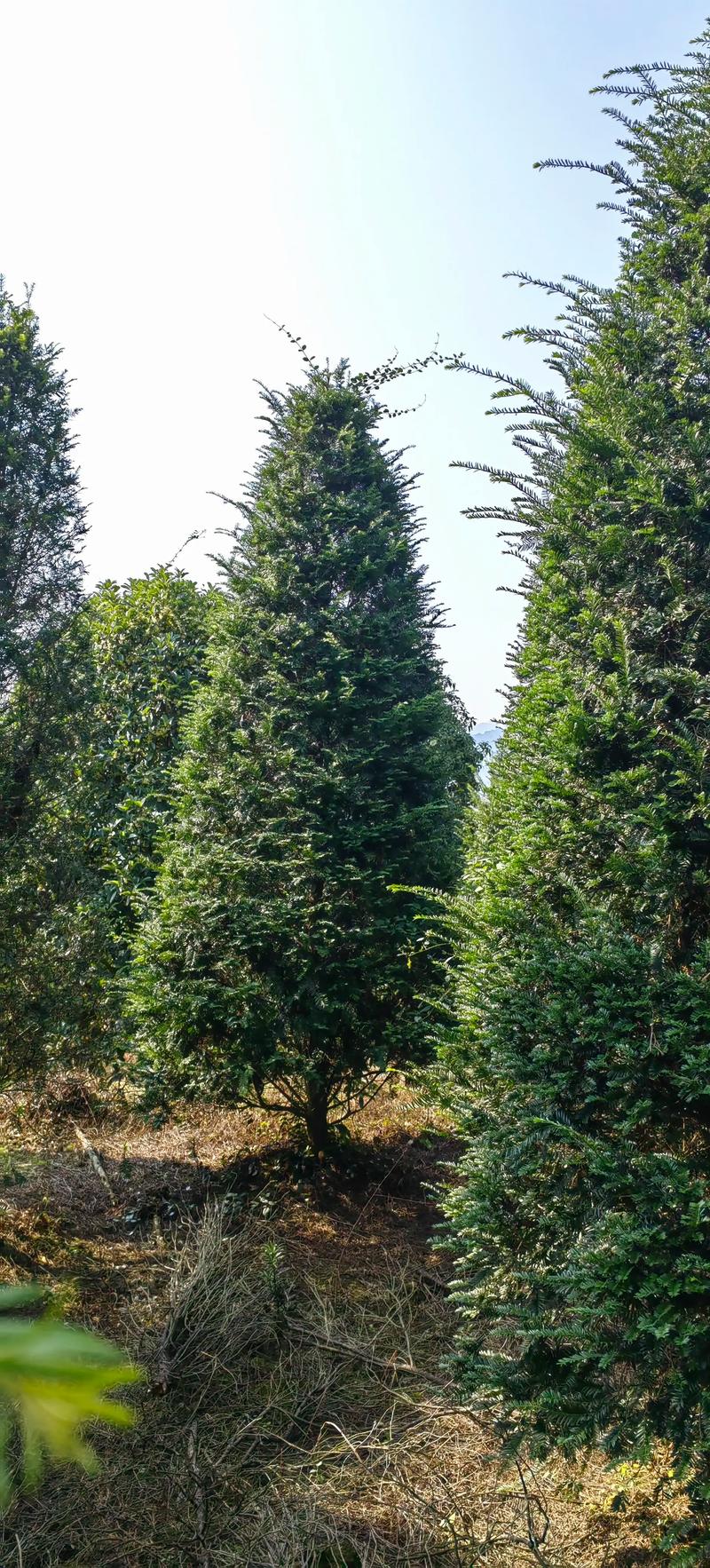 红豆杉种植方法和注意事项：提高成活率的实用指南