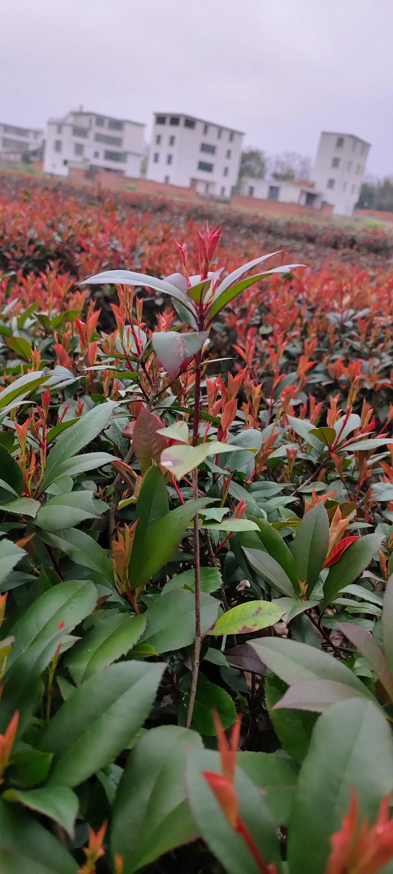 产地和季节怎么影响报价