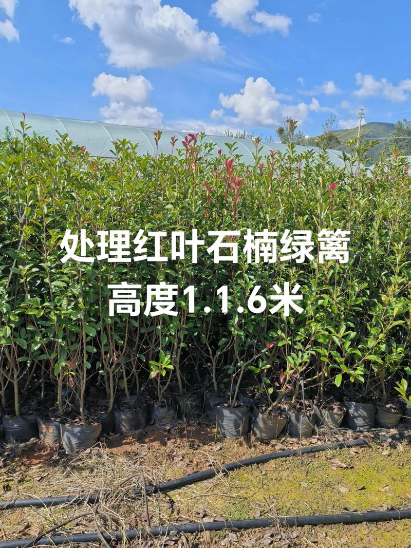 运输费用怎么算进总价