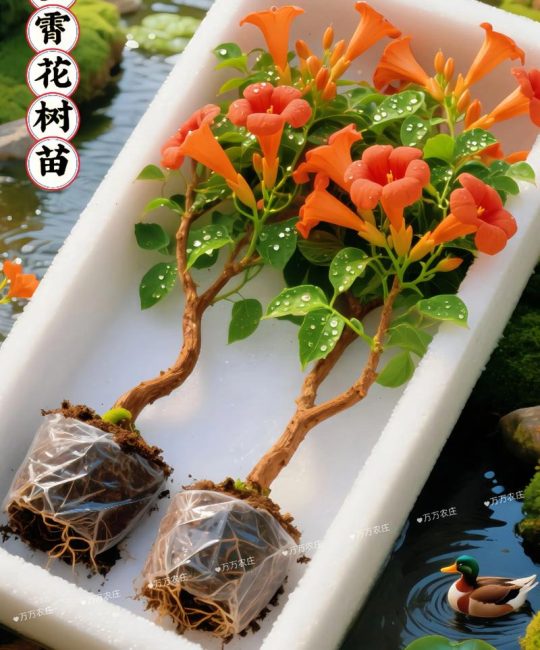 凌霄花是凶树还是吉树？科学养护指南与风水真相