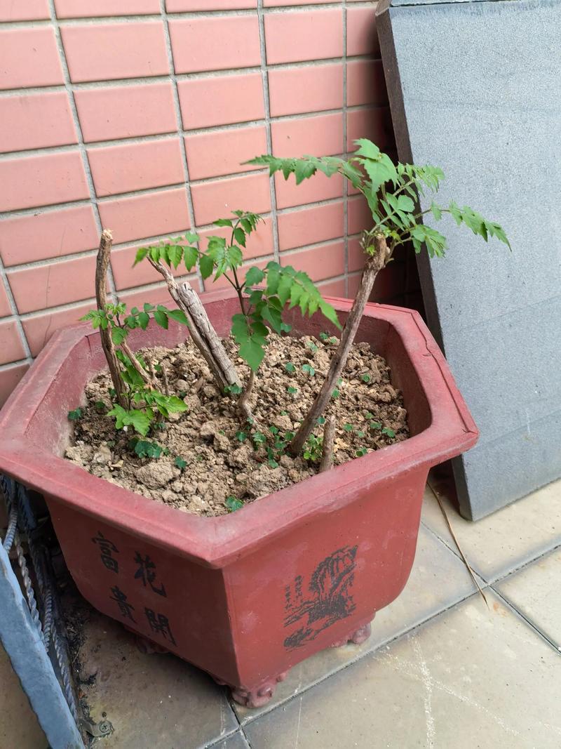 修剪促花系统指导：分季节、分类型进行