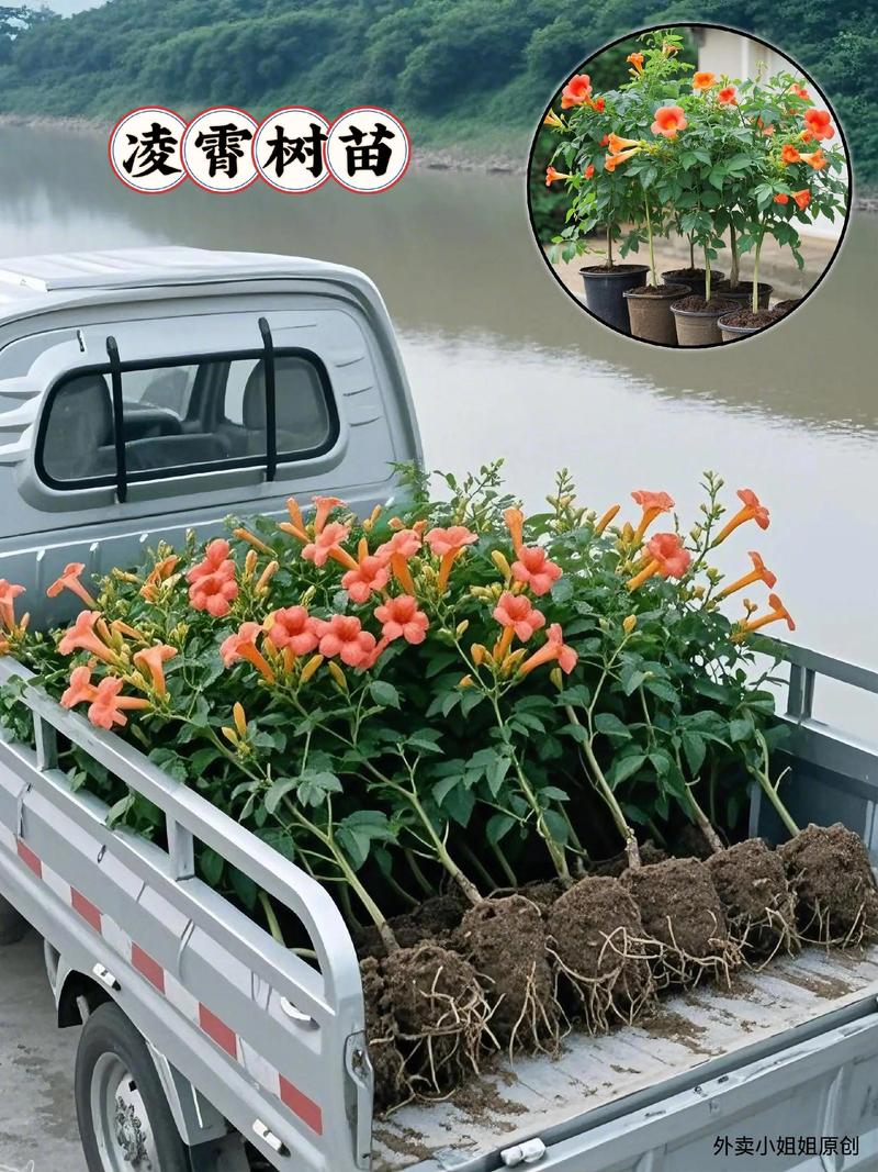 盆栽/地栽选择决策：3个判断标准