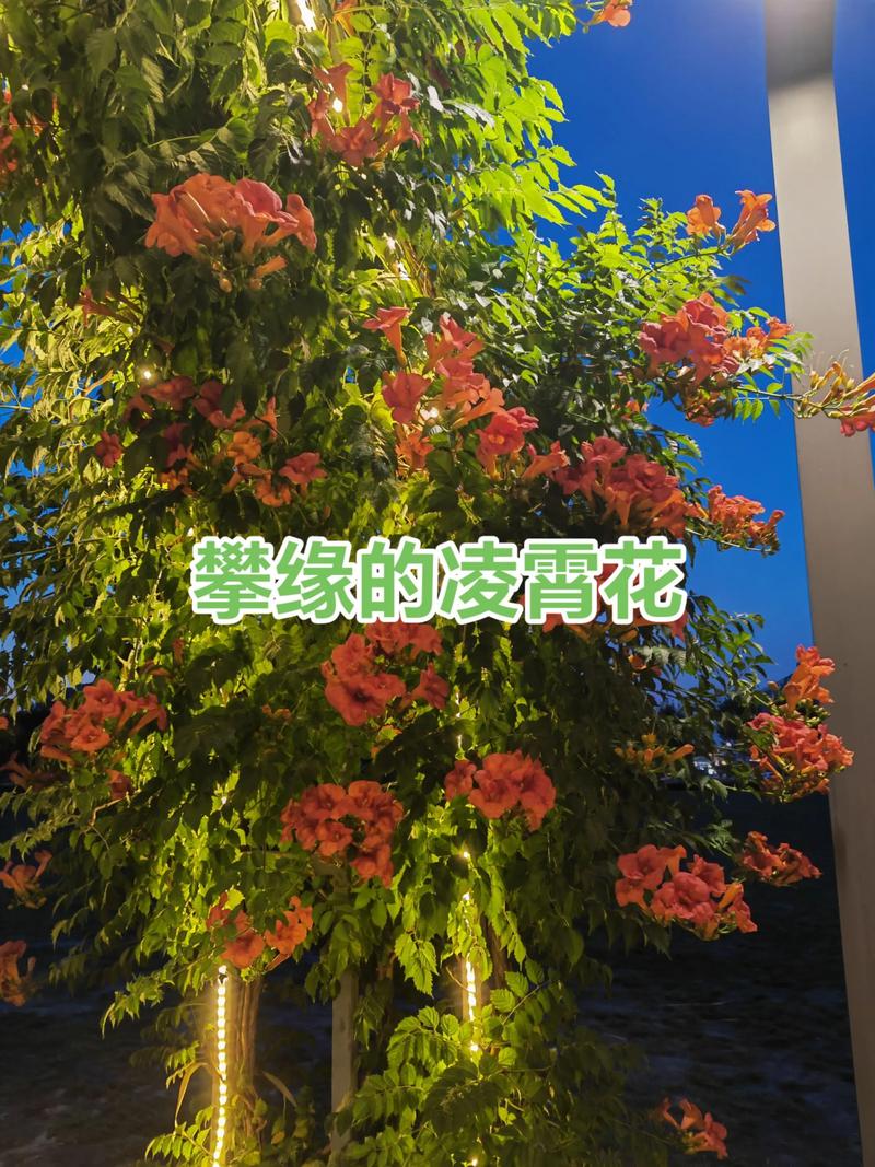越冬与越夏管理：分气候带操作清单