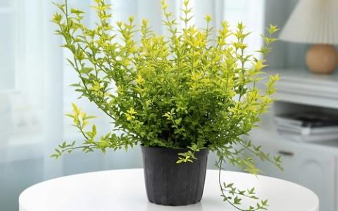 迎春花盆栽冬季怎么养：六大养护模块实用指南