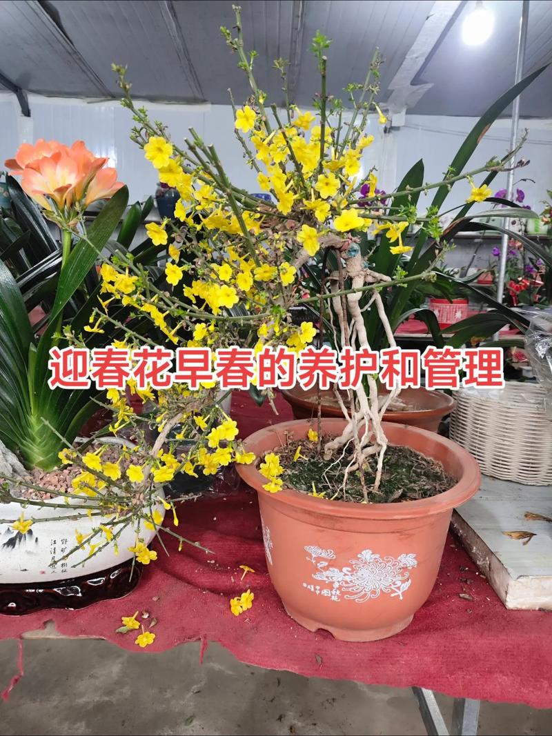 迎春花盆栽冬季怎么养:六大养护模块实用指南 换盆或田间管理