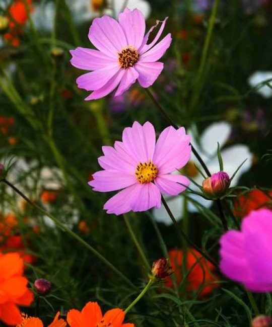 格桑花是菊花的一种吗？揭秘真身与家庭养护全攻略