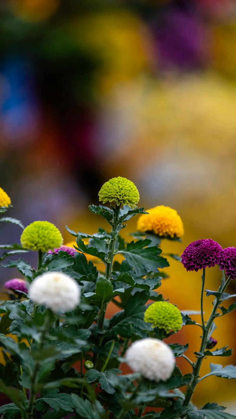 格桑花是菊花的一种吗?揭秘真身与家庭养护全攻略 盆栽/地栽选择决策
