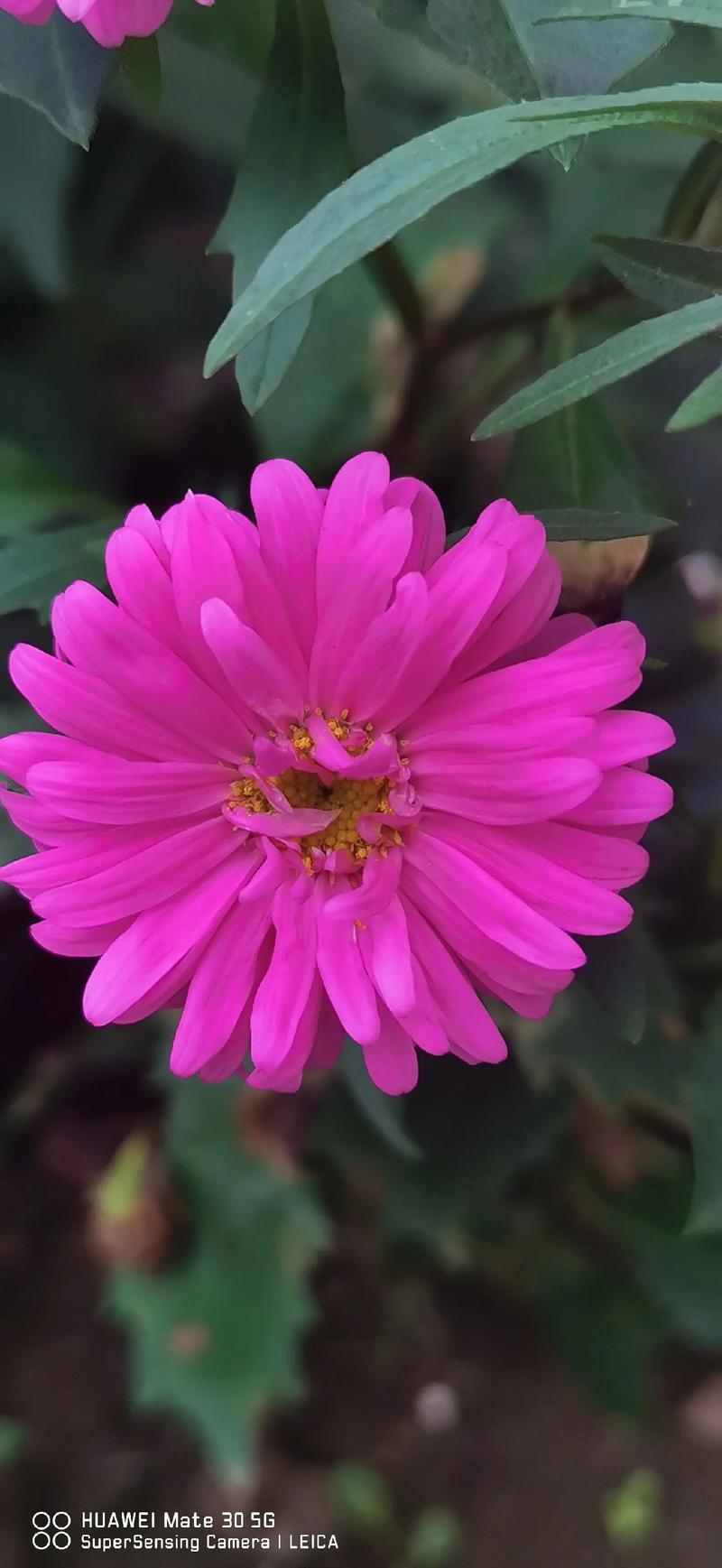 格桑花是菊花的一种吗?揭秘真身与家庭养护全攻略 常见误区与纠正