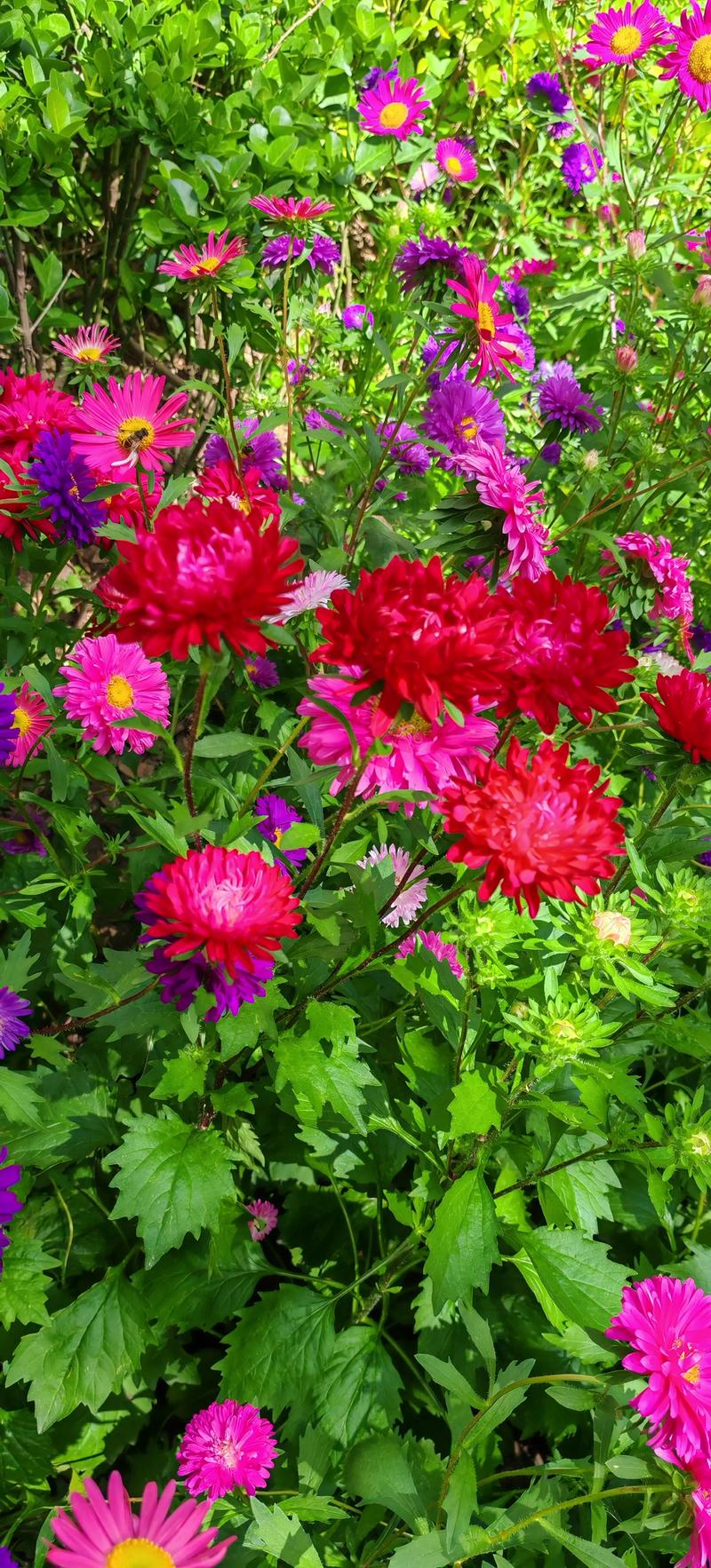 格桑花是菊花的一种吗?揭秘真身与家庭养护全攻略 越冬与越夏管理