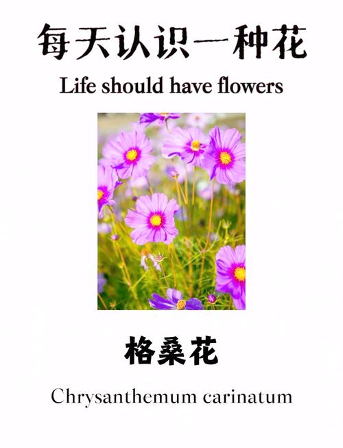 格桑花是菊花的一种吗?揭秘真身与家庭养护全攻略 总结