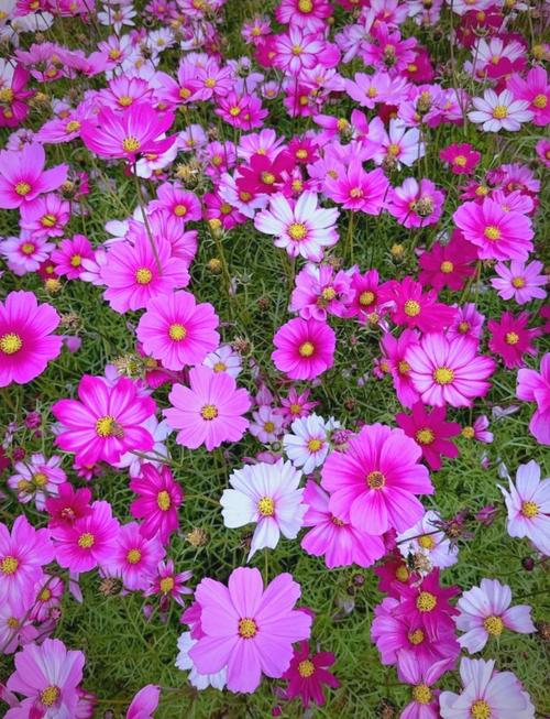 格桑花是菊花的一种吗?揭秘真身与家庭养护全攻略 FAQ