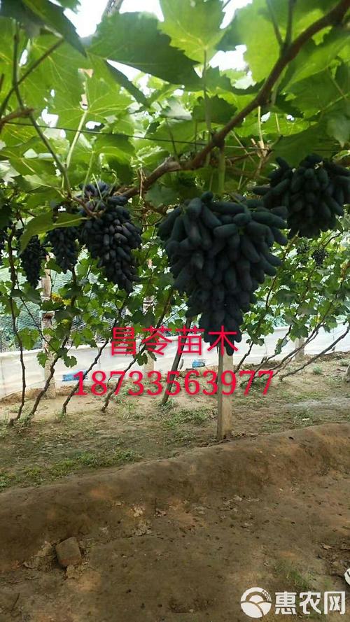 规格影响价格：苗龄越大、根系越完整，价格越高