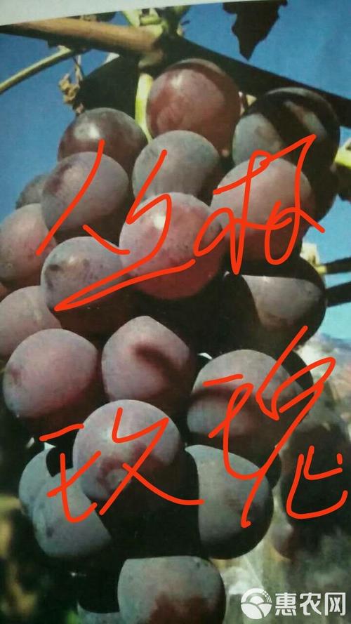 季节影响价格：春季（3-4月）价格全年最高，秋季（10-11月）价格最低