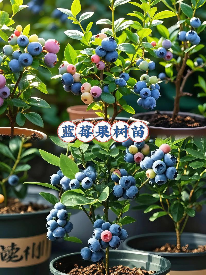 蓝莓什么品种适合南方种植?4大高产品种对比指南 各维度解读与选择依据