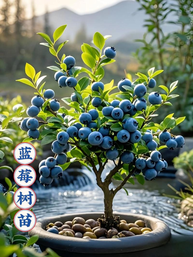 蓝莓什么品种适合南方种植?4大高产品种对比指南 场景选择建议