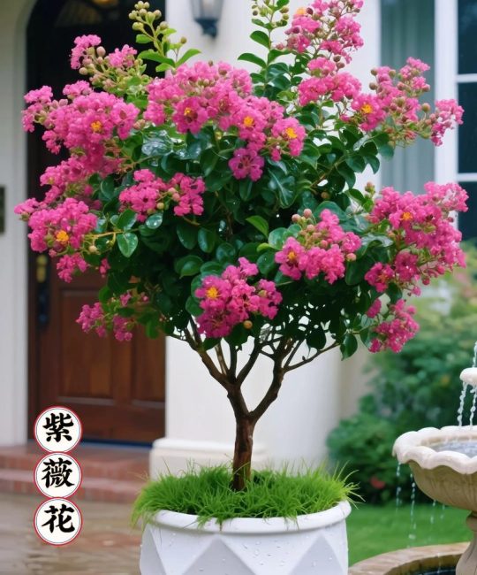 紫薇树苗价格是多少？规格、产地、采购量影响报价