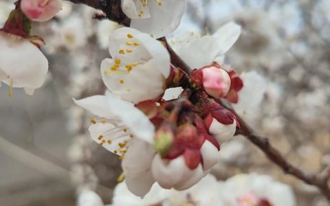 杏树什么时间开花？全国各产区花期时间表与影响因素全解析