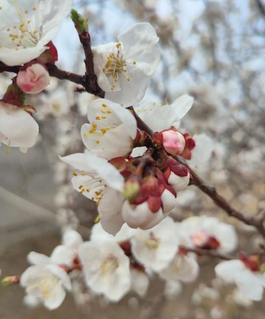 杏树什么时间开花？全国各产区花期时间表与影响因素全解析