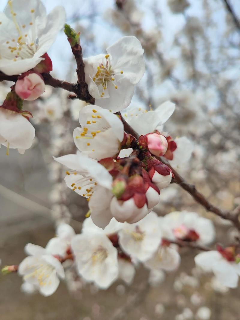 杏树什么时间开花？