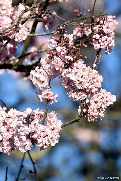 总结：掌握花期规律，实现赏花与收果双赢