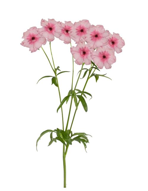 花毛茛是多年生植物吗?解析花毛茛的生长习性与养护技巧 花毛茛的生长周期与“多年生”真相